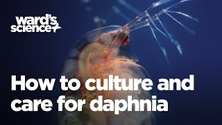 Caring and Culturing for Daphnia [upl. by Solly932]