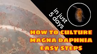 How to Culture Magna Daphnia Easily [upl. by Eanat815]