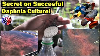 How to Culture Daphnia Successfully [upl. by Eirelav]