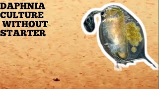 HOW TO CULTURE DAPHNIA NATURALLY WITHOUT A STARTER [upl. by Edette888]