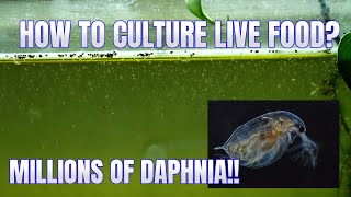 How to Culture Daphnia Secret Method to Breed MILLIONS  Simply Aquatic [upl. by Diskson]