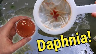 How I Culture Daphnia In Outdoor Tubs [upl. by Leanahtan660]