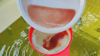 How to culture daphnia  Daphnia culture  How to grow daphnia outdoor [upl. by Goren]