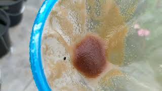 How to culture daphnia moina in a small container Part 1 English Subtitle [upl. by Bucky]