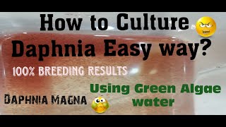 Daphnia MagnaHow to Culture Daphnia Easy wayCulturing Daphnia using Green water Daphnia [upl. by Larochelle512]