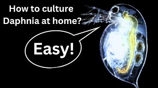 BEST Live Fish Food Beginner guide How to Culture Daphnia at home [upl. by Xilef185]