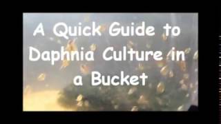 How to culture daphnia outside [upl. by Ecnaiva]