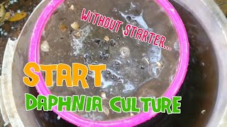 How to culture daphnia moina the easy way 1  Starting the Daphnia culture [upl. by Darees]