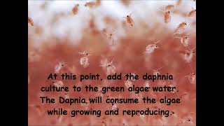 Daphnia  How to grow daphnia in your home [upl. by Eaner474]