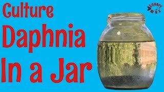 How to Culture Daphnia in a Jar [upl. by Ajssatsan]