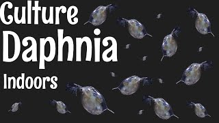 How to Culture Daphnia [upl. by Rosaleen463]