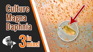 How to culture DAPHNIA MAGNA  The easy way [upl. by Airod]