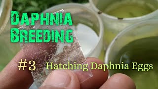 Daphnia Culture made simple and easy 3  Hatching Daphnia eggs [upl. by Arutek]