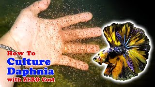 How to Culture Daphnia with ZERO Cost  Unlimited Live Food For Our Fish [upl. by Attenauqa]