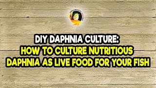 DIY Daphnia Culture How to Culture Nutritious Daphnia as Live Food for Your Fish [upl. by Krahmer]