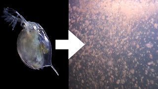 How I Culture Daphnia [upl. by Tammara]