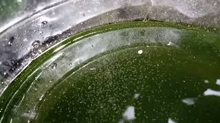 DAPHNIA MOINA CULTURE IN A SMALL BUCKET [upl. by Sobmalarah2]