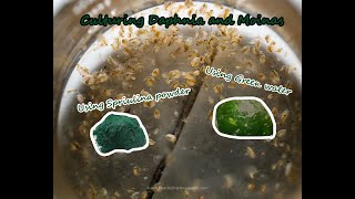 How To Culture Daphnia and Moinas using Green Water Spirulina powder [upl. by Arnuad703]