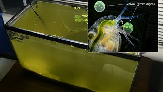 Raising Daphnia for the Freshwater Aquarium [upl. by Dorena]