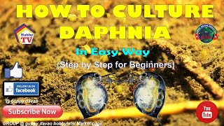 HOW TO CULTURE DAPHNIA In Easy Way [upl. by Dercy661]